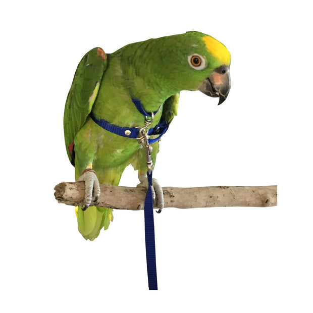 Bird Parrot Harness - Extra Large (Eclectus, Alexandrines etc)