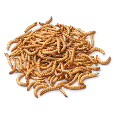 Dehydrated Mealworms for Chickens & Ducks 850gm